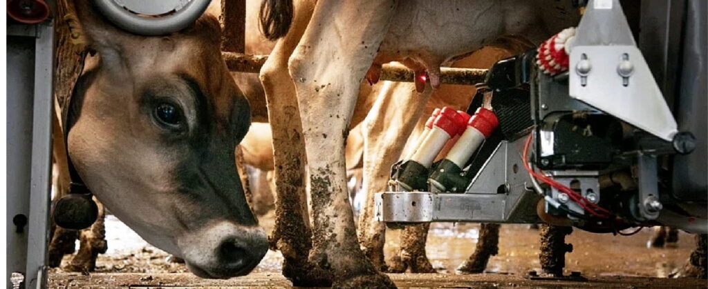 Milking parlour design and budget-friendly setup guide