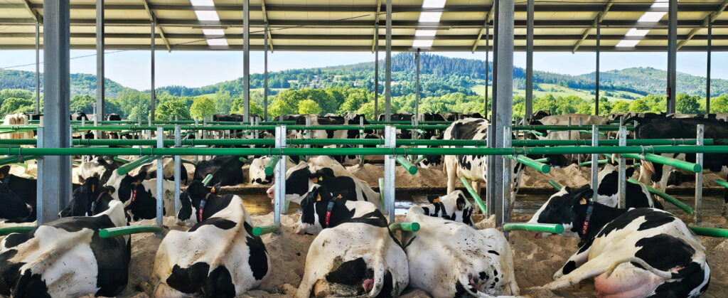 Reducing Lameness in Dairy Cattle