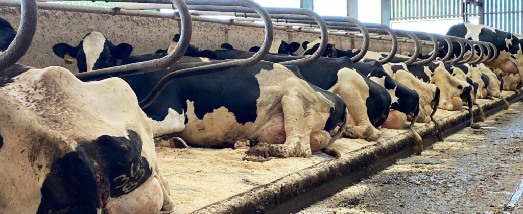 Why Cow Comfort Matters- The Business Case for Dairy Farmers