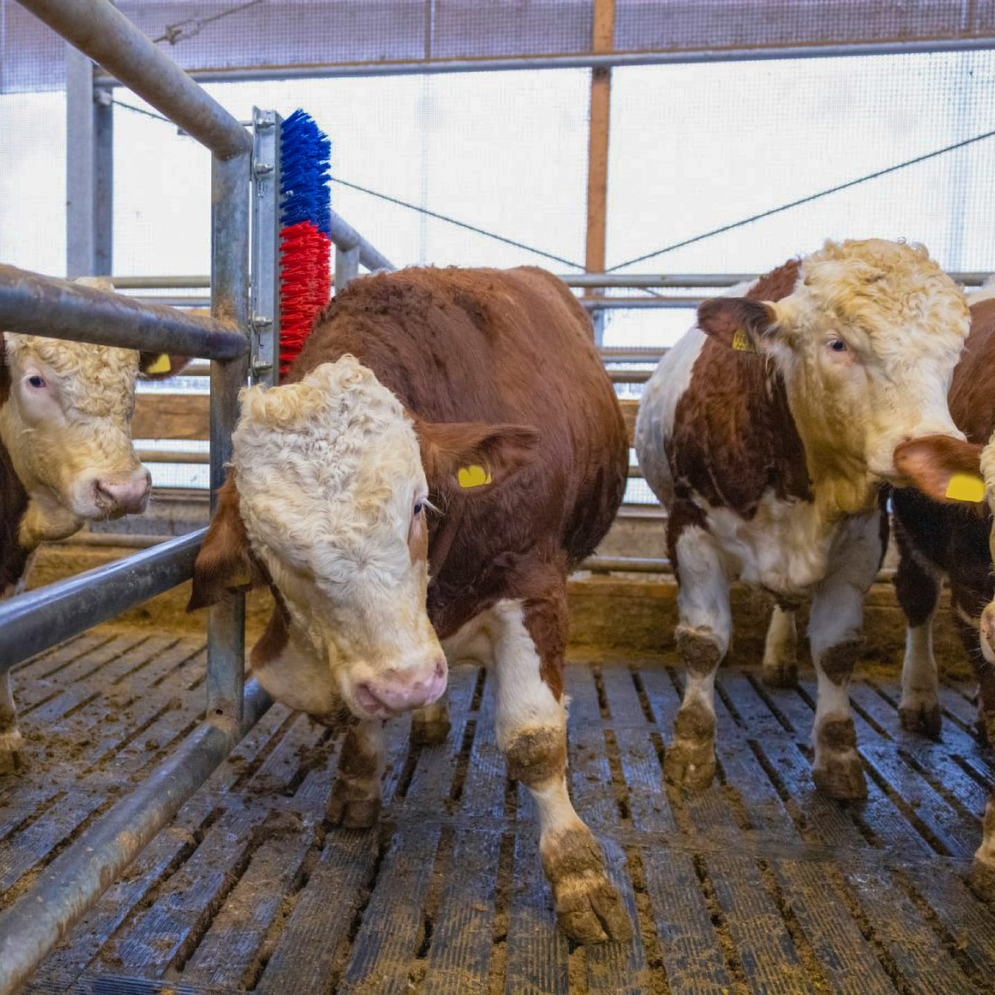 Scratch Brush HAPPY COW Bully