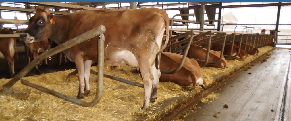 intershape mat cubicles rubber