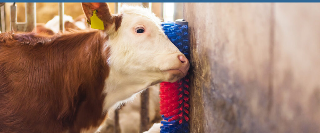 cow brushes articles
