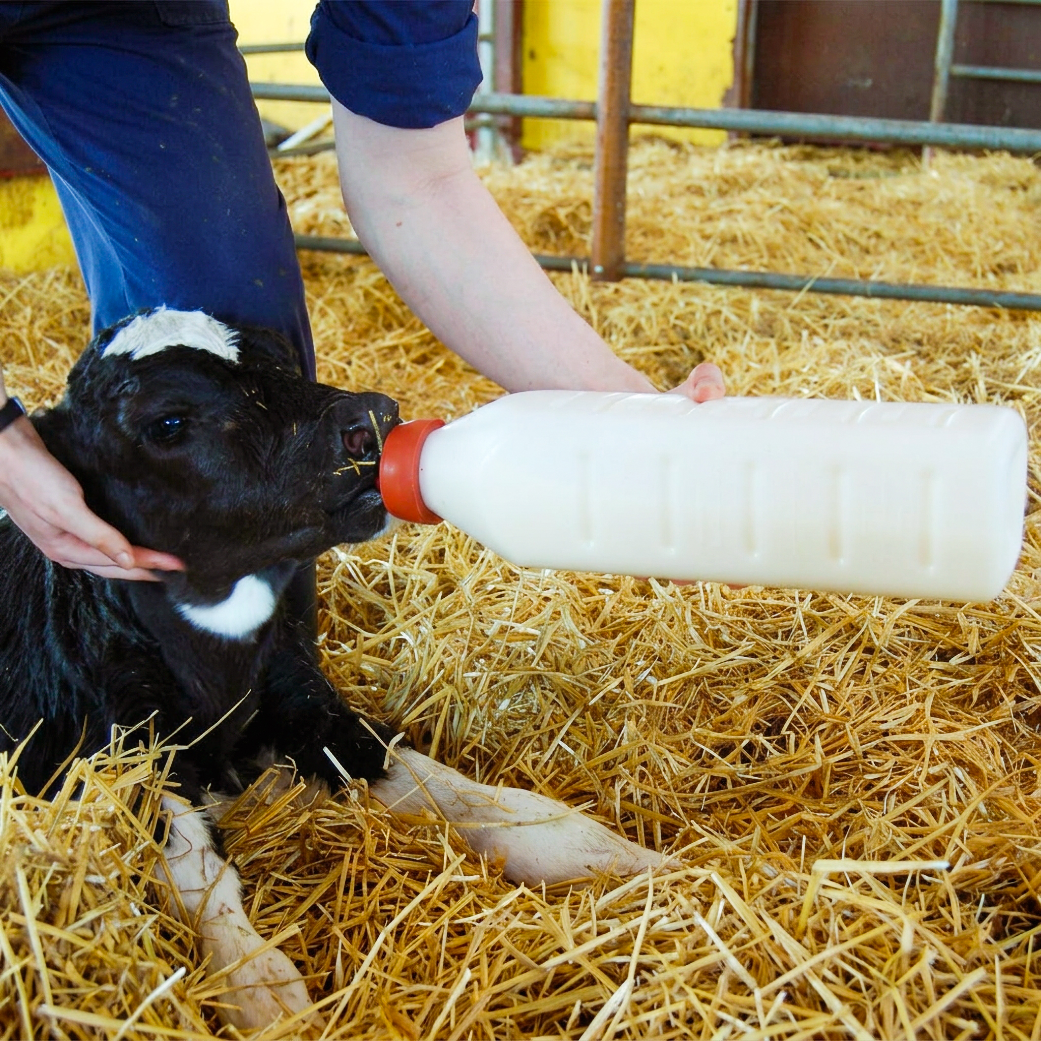 Calf Colostrum intershape nettex