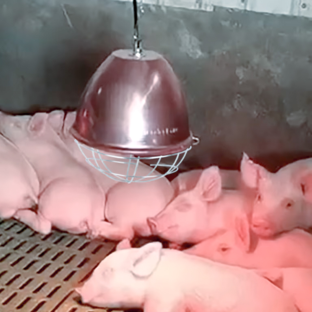 Infrared Heater Splash IPX7 pigs
