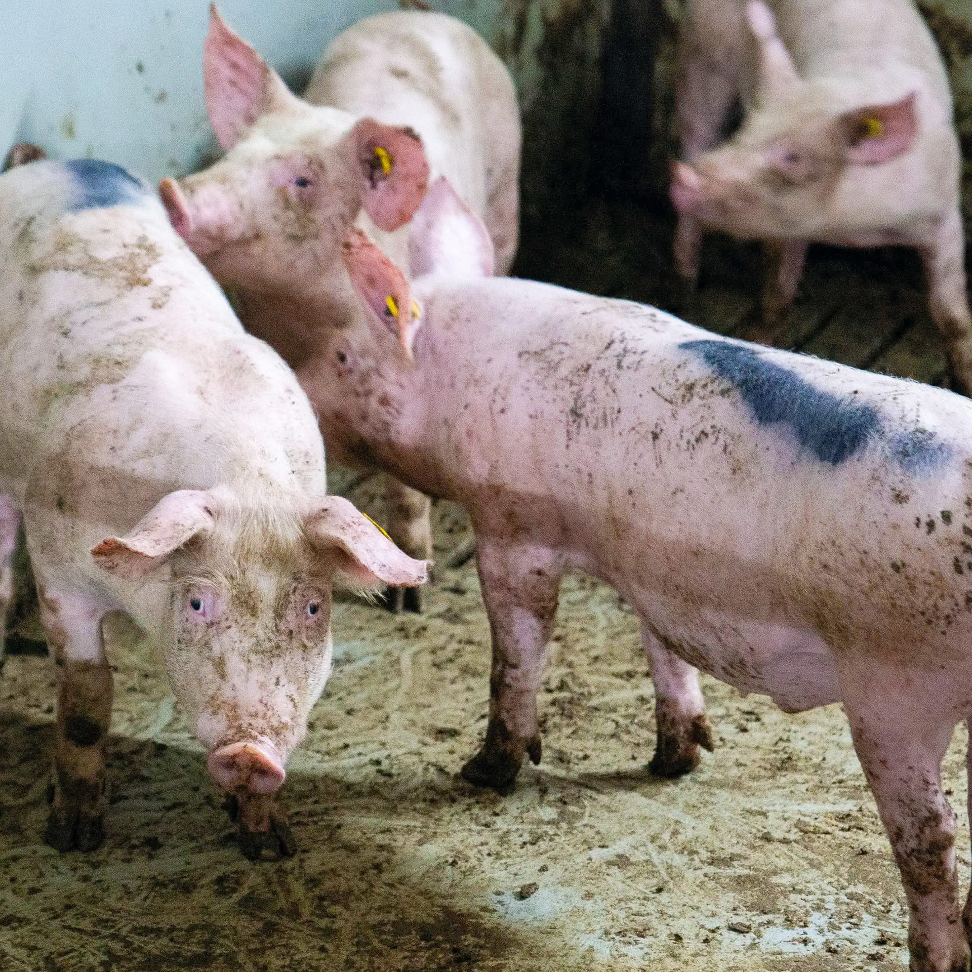 Nettex Marksman livestock Spray
