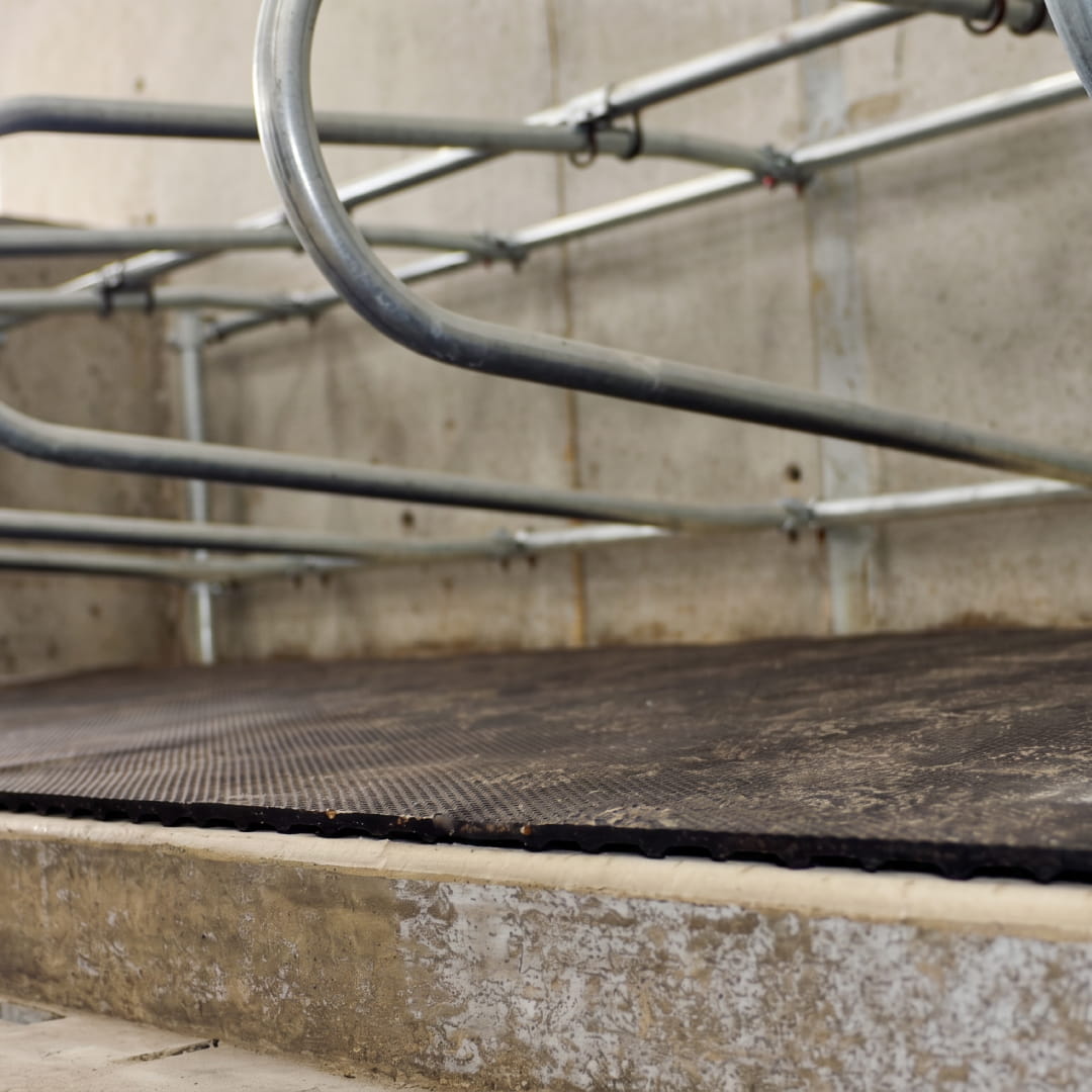 Rollout mattress cows