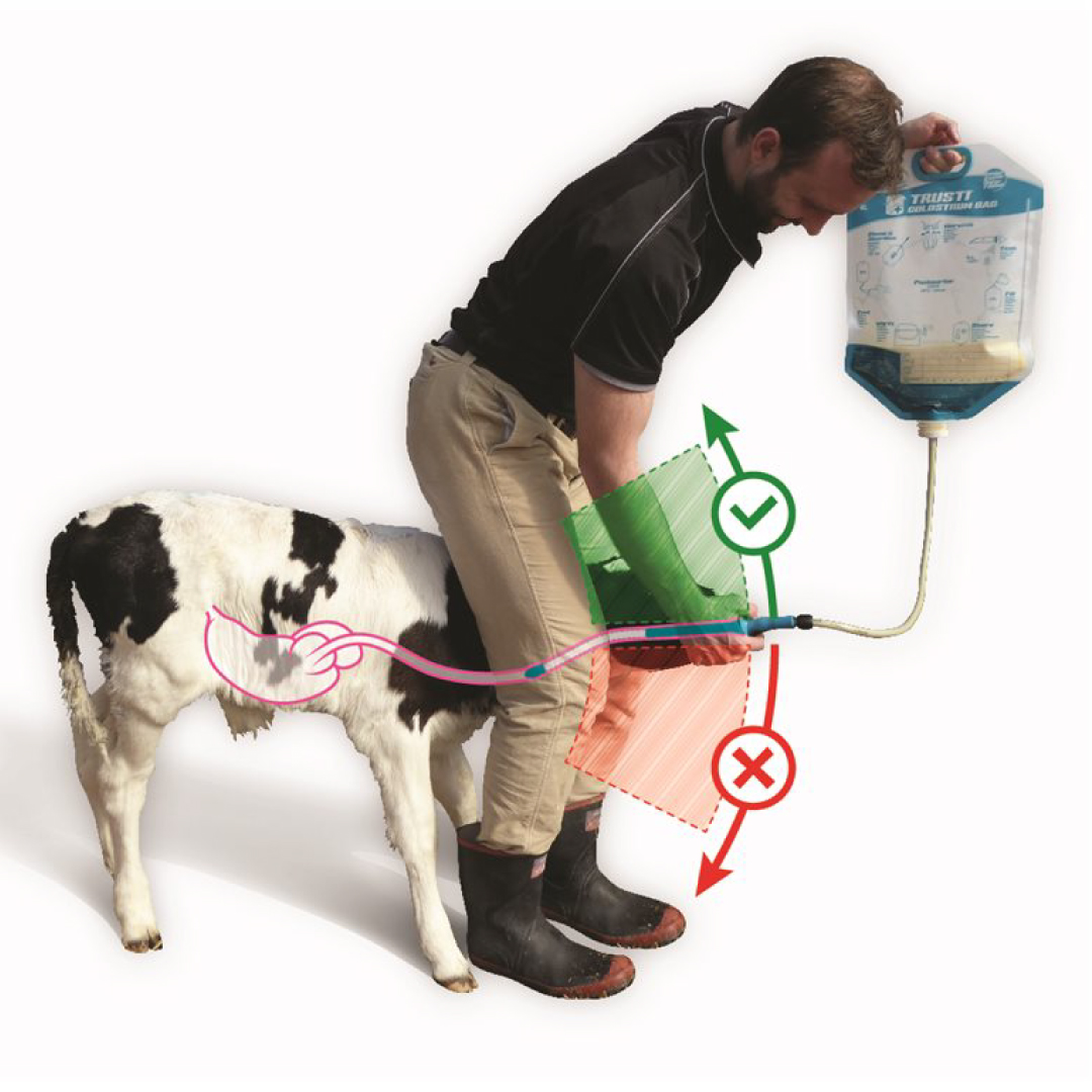Trusti Colostrum Bags kerbl instructions