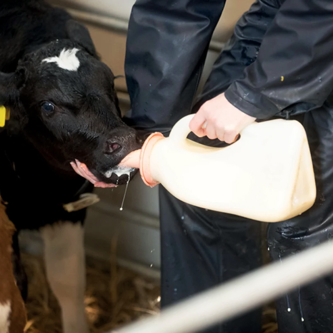 Calf Colostrum 200g nettex