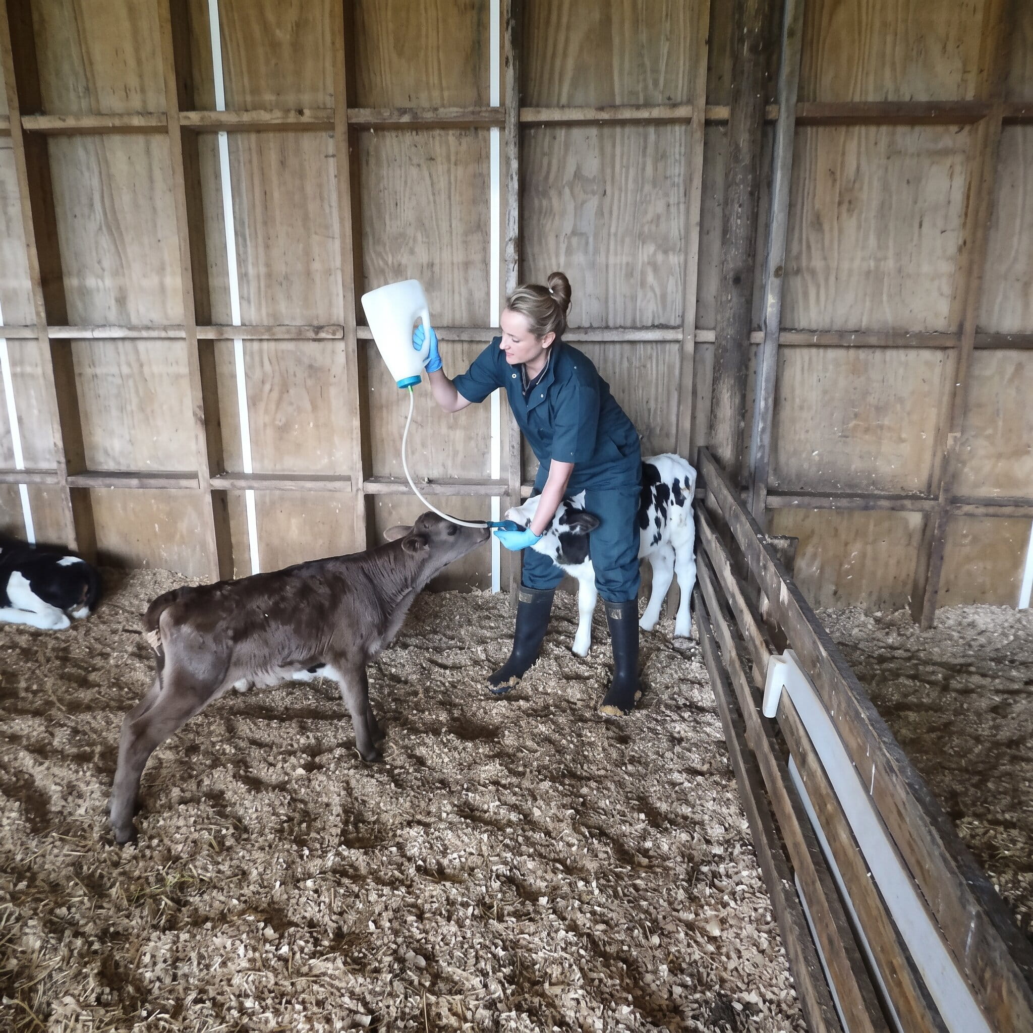Trusti Calf Drencher cows