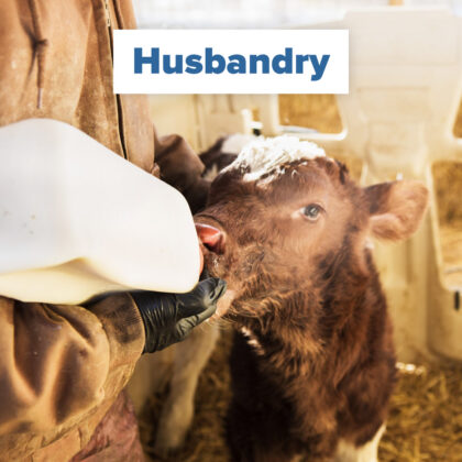 Husbandry