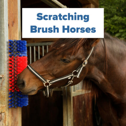 scratching brush horses