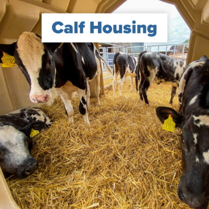 calves calf housing