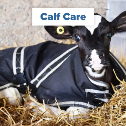 calf care