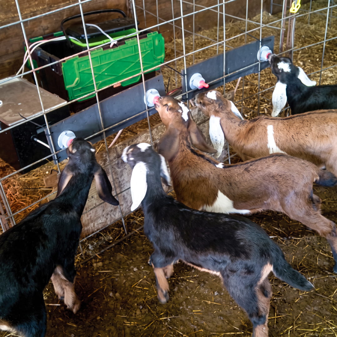 intershape cattle Shearwell Heatwave