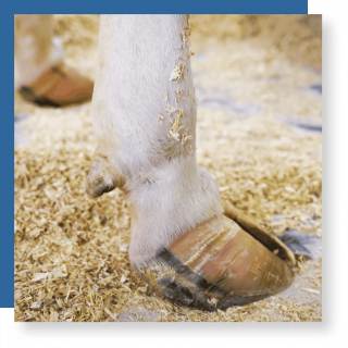 Teats-for-calf-feeding-bottles intershape