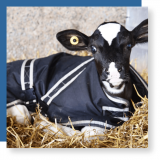 calf jackets