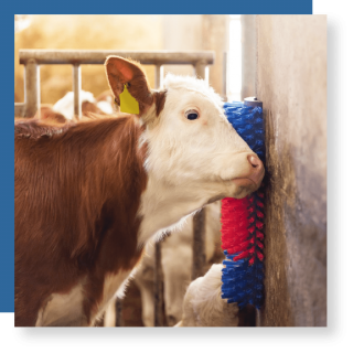 cow brushes