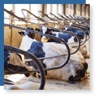 cow cubicles