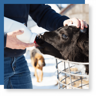 intershape milk powder