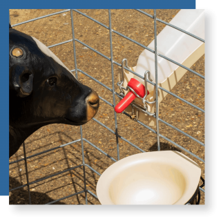 teat and bottle for cattle intershape